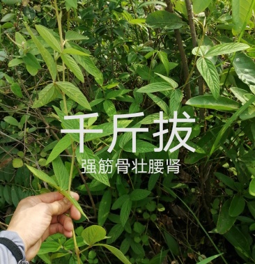 [千斤拔批发]纯野生千斤拔价格35.00元/斤 - 一亩田