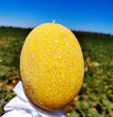哈密瓜新品至爱!甜度高像吃蜜一样,皮薄肉脆!