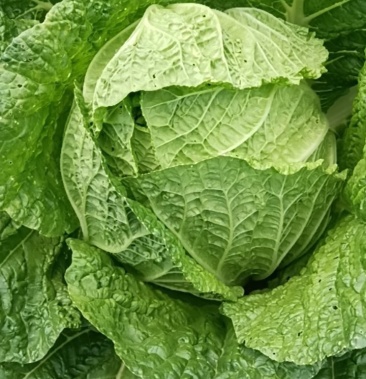 黄心大白菜品质好口感好包心好服务好欢迎各位老板前来先购