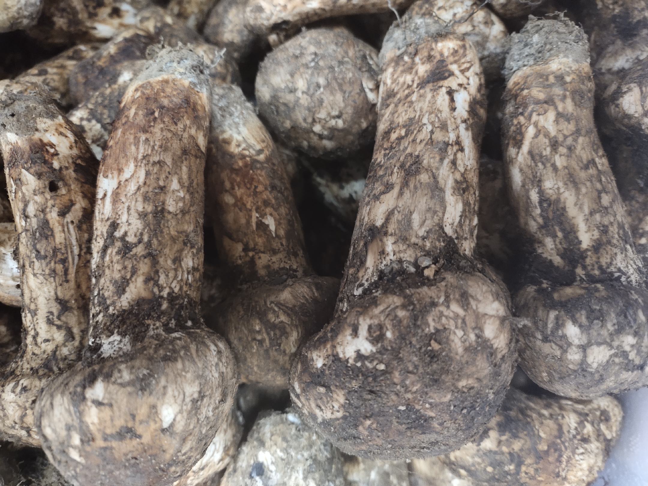 松茸与见手青对比图