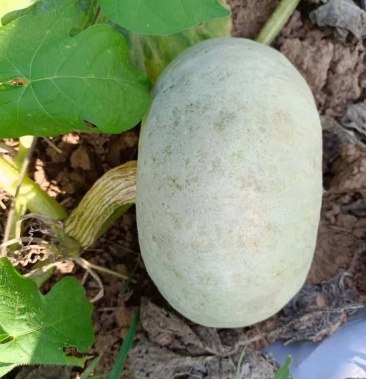 [板栗南瓜批发]银栗价格1.00元/斤 - 一亩田