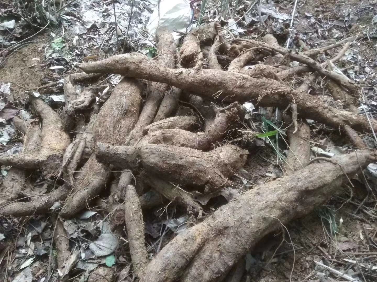 吃土豆丝后排便仍可见完整土豆丝