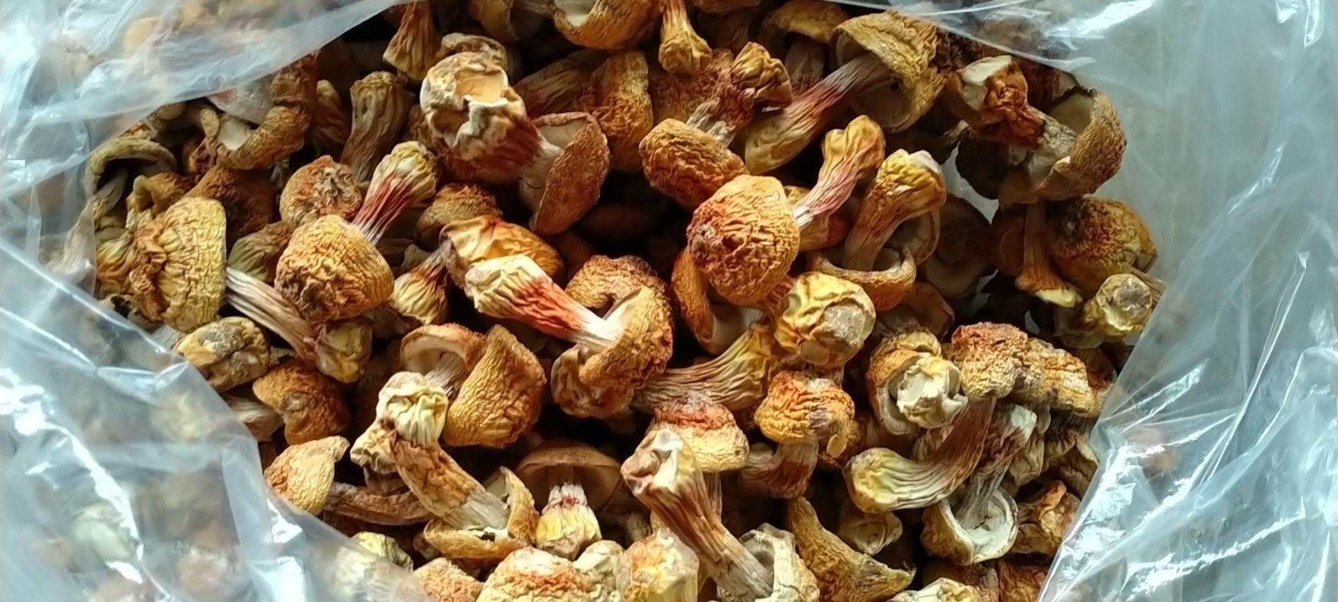 现代商超冷柜中,左侧为真空包装的干制姬松茸(标签注明拉丁学名Agaricus blazei),右侧为鲜品盒装赤松茸(红色菌盖醒目,标签写‘赤松茸’并附二维码溯源信息),背景有消费者驻足比较选购 姬松茸与赤松茸在超市货架上的陈列对比图
