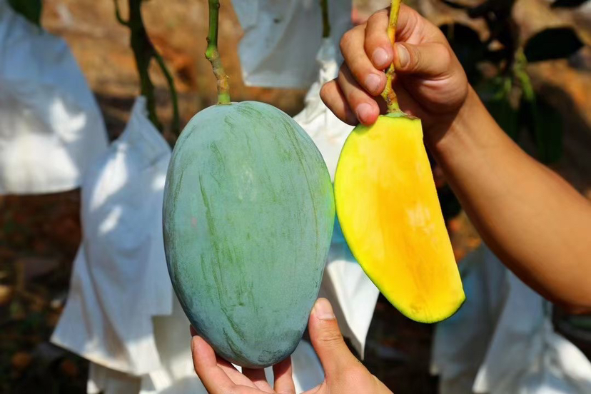 切开的凯特芒剖面图,果肉呈金黄色,质地细腻无纤维,核薄而扁平,果肉厚度超过2厘米,周围无褐变或水渍状病变 凯特芒切开剖面