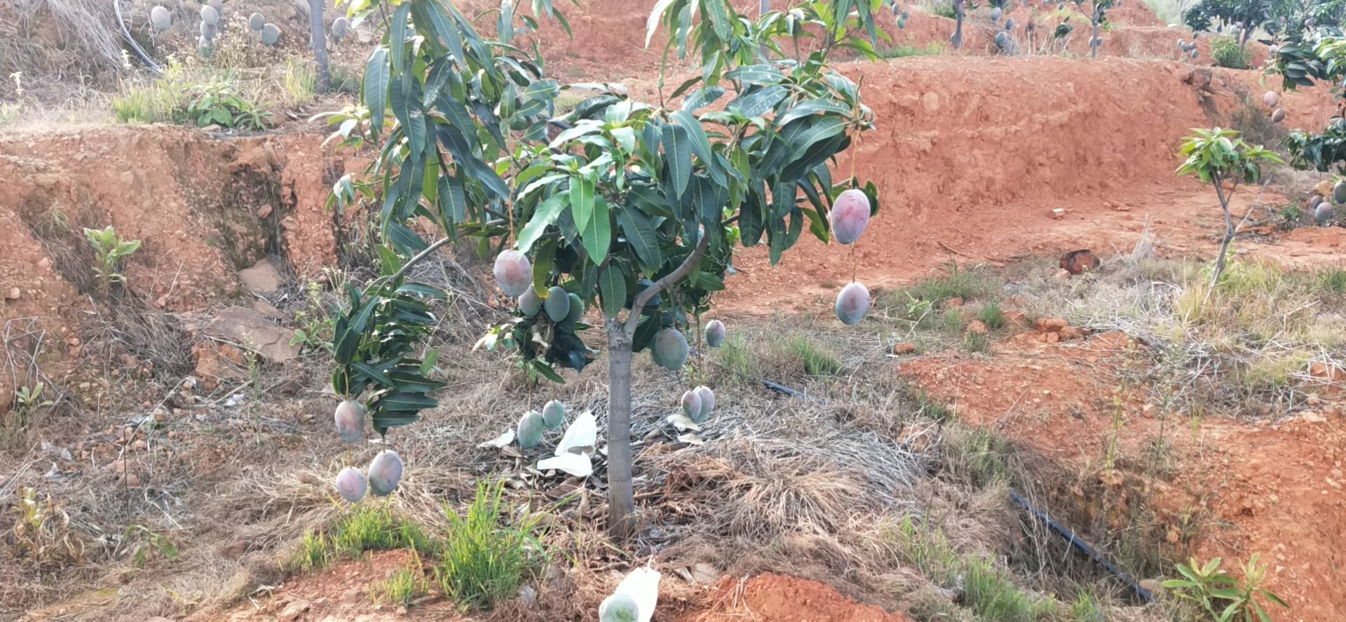 凯特芒果园实景