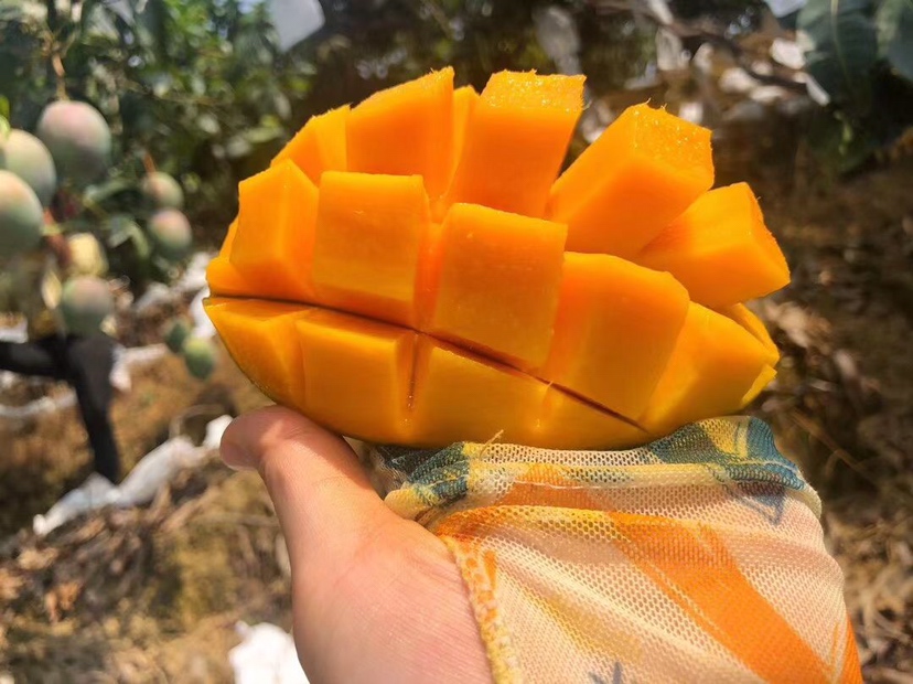 凯特芒果盘搭配酸奶与坚果