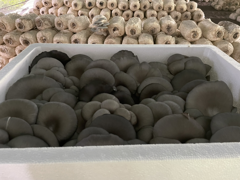 室内现代化食用菌栽培车间场景