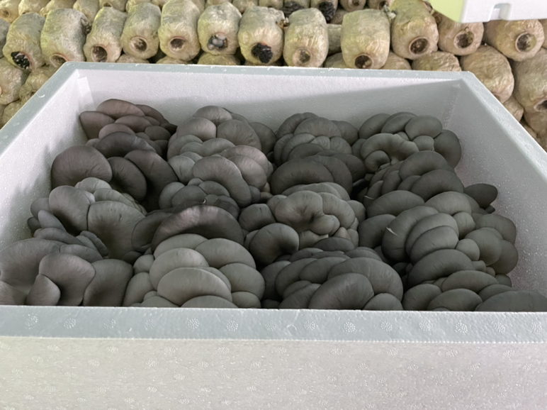 市场中摆放整齐的新鲜平菇