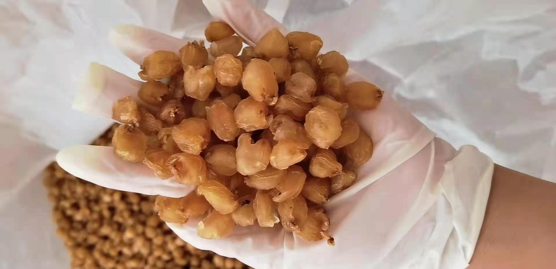家庭烹饪实操场景:桂圆肉精准后下时刻特写,突出操作时间节点(关火前15分钟)与食材投放动作 家庭厨房操作台实景:左手持不锈钢汤勺搅拌砂锅,右手正将琥珀色桂圆肉均匀撒入锅中,砂锅内汤面微沸,计时器显示“75:00”,背景可见生姜片与料酒瓶