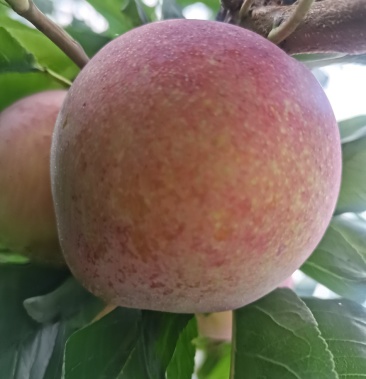 [李子批发]盖县大李子大量上市价格0.60元/斤 - 一亩田