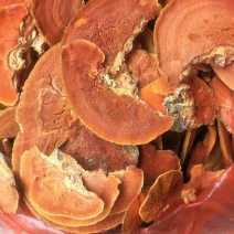 红栓菌