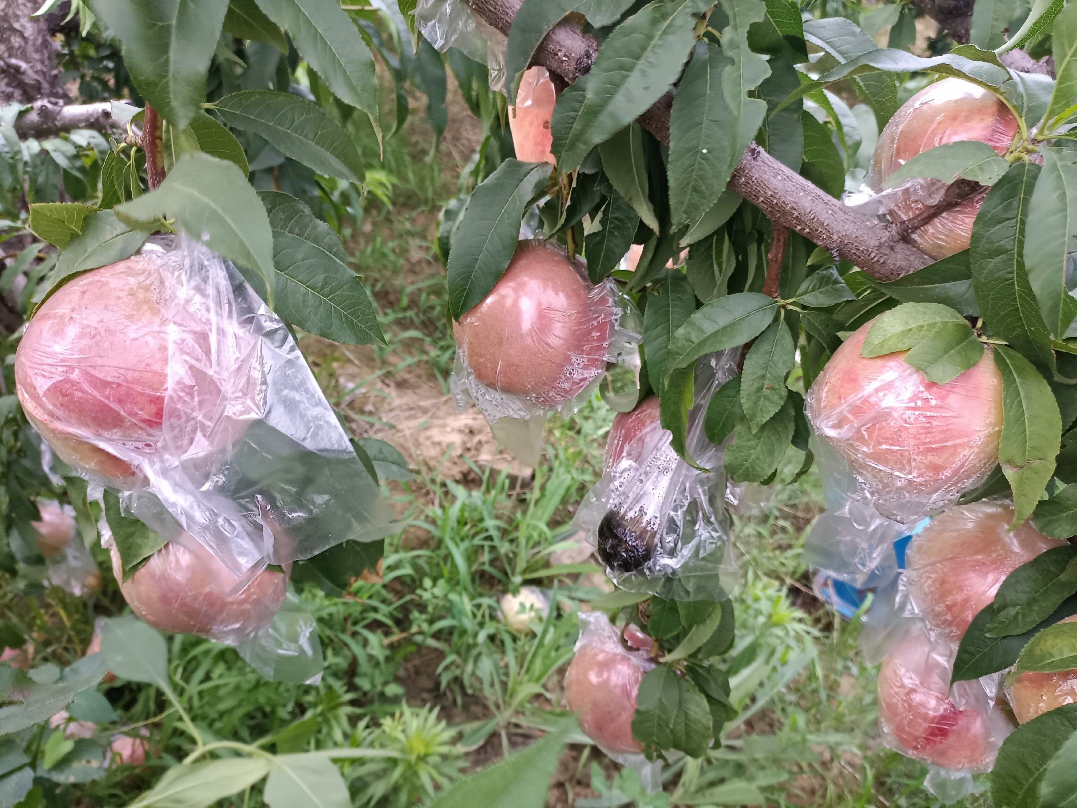 果园中的红不软桃树挂果场景