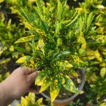 洒金木盆栽变叶木苗洒金榕花卉植物招财室内外阳台七彩变叶木