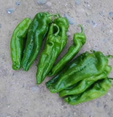 甘肃泡椒大泡椒大青椒二炮大量上市