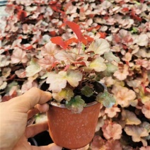 矾根绿植盆栽花卉室内外易养活四季客厅大盆绿植摆件花卉盆栽