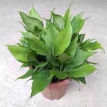万年青盆栽绿植室内客厅植物好养吸甲醛净化空气