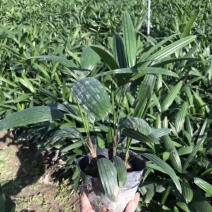 棕竹盆栽招财植物树室内外绿植观音竹四季常青绿化净化空气