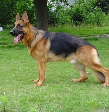 德国牧羊犬纯种 包成活 包健康 疫苗已做 幼犬