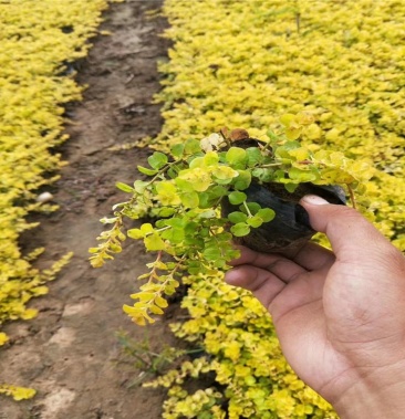 金葉過路黃多年生蔓性草本常綠觀葉植物黃金串吊蘭過路黃