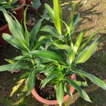 百合竹盆栽金心室内大型绿植盆栽四季常青可水培土培植物