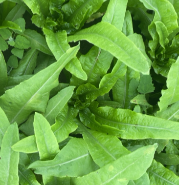 油麦菜基地精品油麦菜叶大而绿