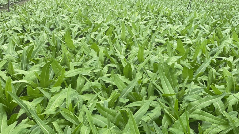 油麦菜田间长势良好的植株特写