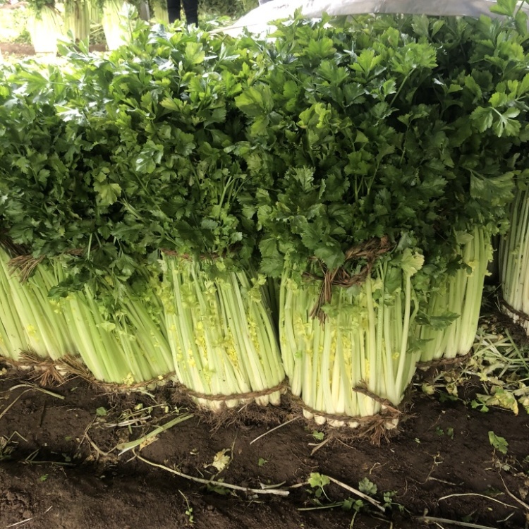 平度马家沟芹菜大量有货