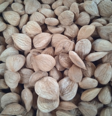 [杏仁批发]北山大扁杏仁,价格23.00元/斤 - 一亩田