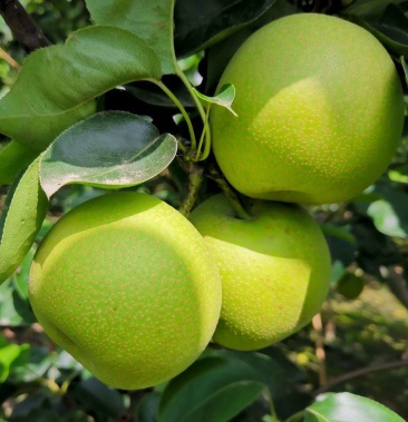 河北应季天然绿皇冠梨10斤装9.