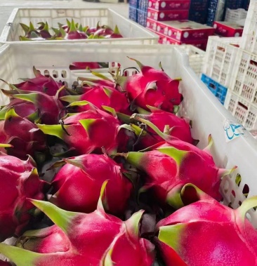 [红心火龙果批发]广西红心火龙果大量有货 欢迎全国各地的老板前来