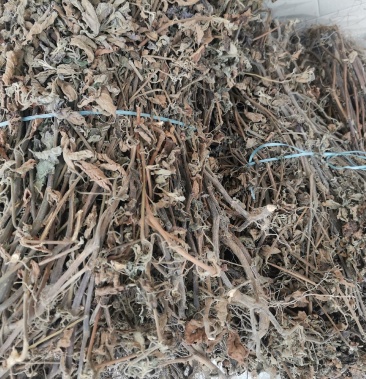 广东省阳春广藿香干货大量