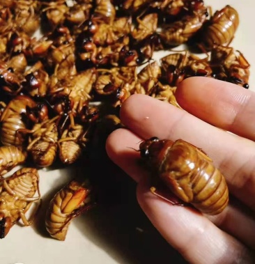 [蝉蛹批发]来自河南灵宝大山里的纯野生知了猴,皮薄口感好,营养美味