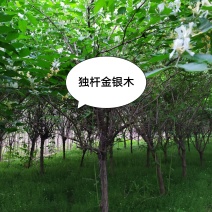独杆金银木3-7公分，分枝点60-80公分，冠幅80-2