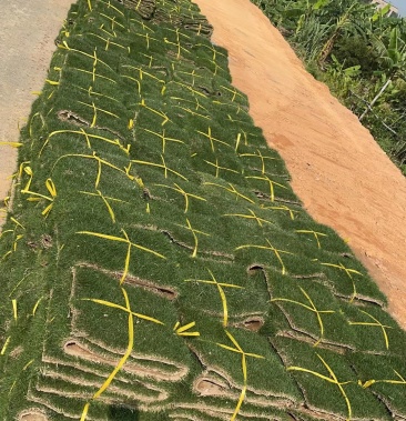 边坡绿化矿山复绿大小工程各种绿化草皮苗木等等