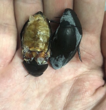 [龙虱批发]伟森活冻冰冻黑龙虱 粒粒饱满 质量如图所示价格15.