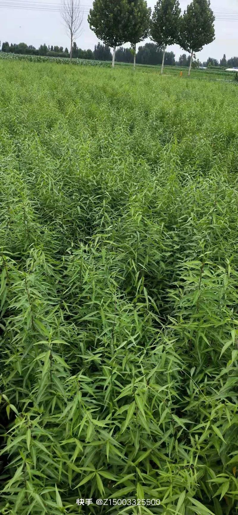 杠柳高速绿化一手货源