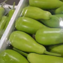短蒲瓜，园蒲瓜，瓠瓜，花皮小南瓜，青南瓜，