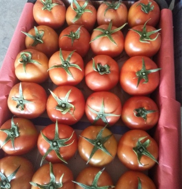 大红硬果弧三以上大红果大量上市质量好