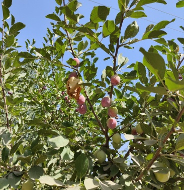 新疆伽师县西梅原产地直供