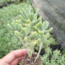 【乙女心】多肉绿植盆栽办公室花卉乙女心老桩整桩精品多肉