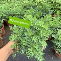 臭草盆栽芸香草植物室外阳台菜园四季花苗食用