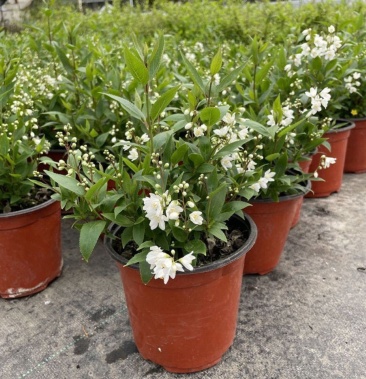 冰生溲疏花雪球花雪樱花庭院阳台盆栽花卉多年生常绿灌木