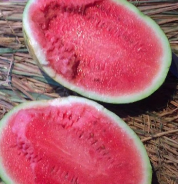 [西瓜批发]宁夏石缝瓜价格0.55元/斤 - 一亩田