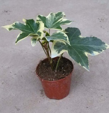 [熊掌木批发]熊掌木花叶八角金盘四季常绿净化空气花园阳台室内绿植