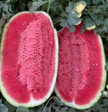 [金花西瓜批发]金成五号瓜沙地种植红瓤瓜糖度13口感沙甜个头大等特点