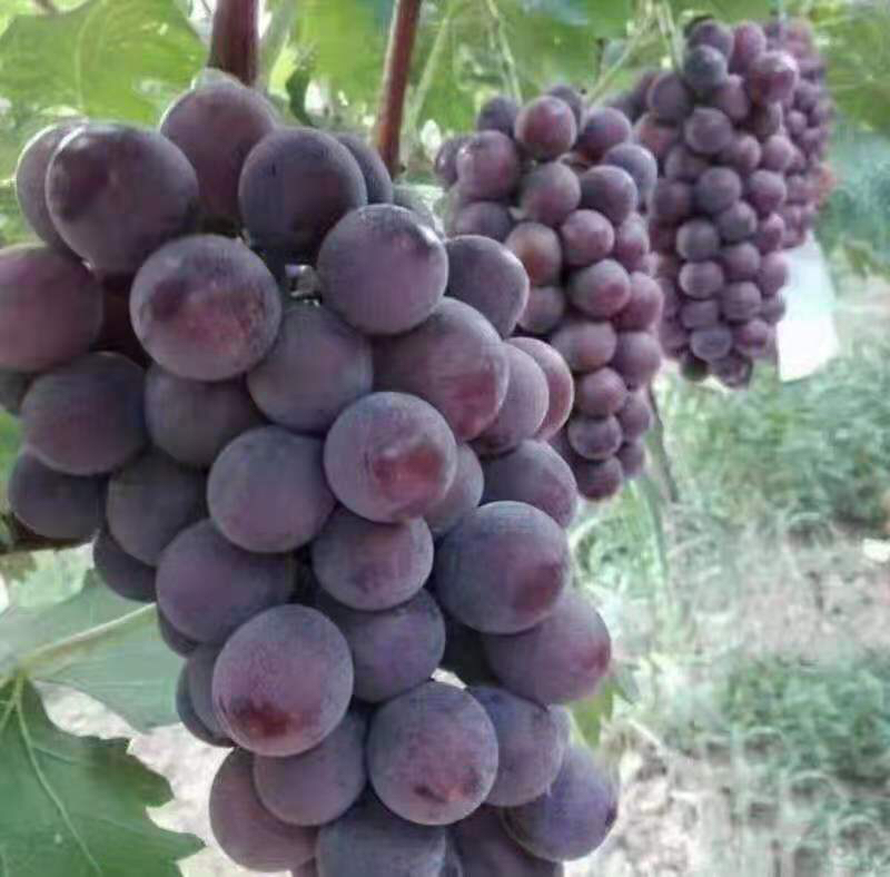 户太八号葡萄果实特写