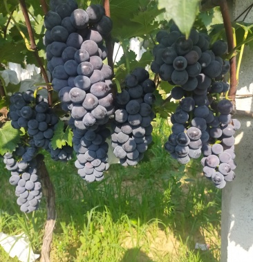 [葡萄批发]辽峰葡萄口感香甜价格1.00元/斤 - 一亩田