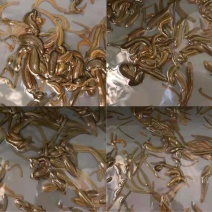 优质水蛭苗，蚂蟥，基地直发，批发，免费提供技术指导，包邮