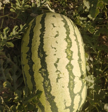 宁夏石头缝西瓜已大量上市,欢迎新老朋友前来洽谈业务!