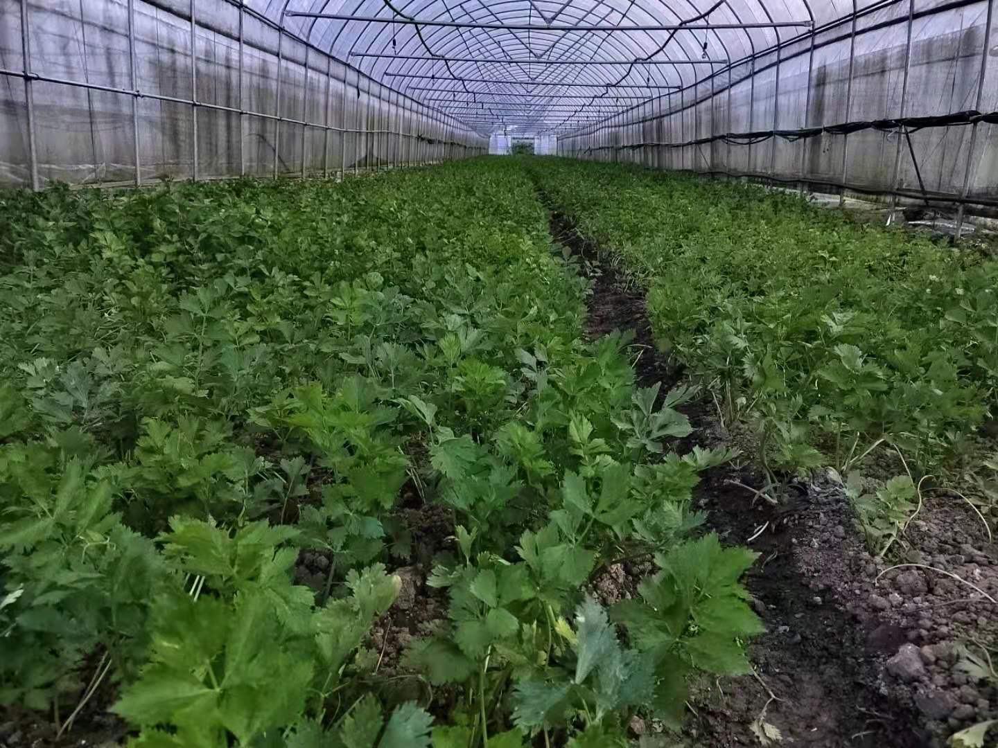 现代化日光温室内部,芹菜整齐列植于高畦上,上方悬挂LED补光灯带发出淡紫色光,地面铺设黑色滴灌带。棚内悬挂温湿度计显示温度12.5℃、湿度68%。工作人员正在检查靠近北墙处一株叶片轻微黄化的植株 冬季温室芹菜补光与保温管理